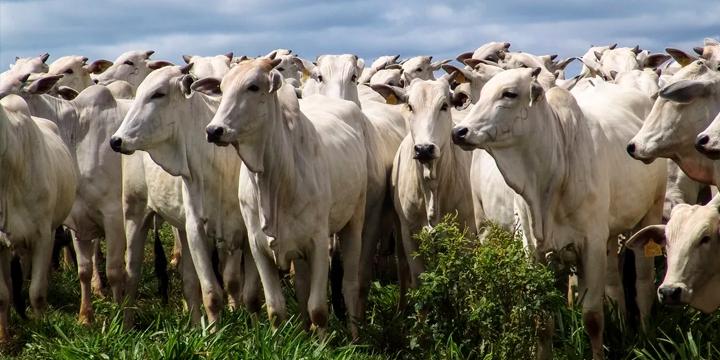 Minas Gerais muda regras de ICMS para produtores rurais e atualiza política de energia renovável