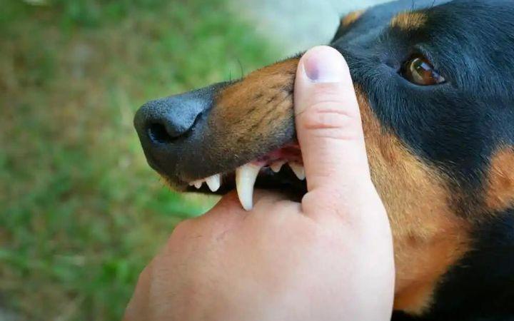 Mordidas de cachorro podem ser dolorosas (Foto/Ilustrativa) ( )