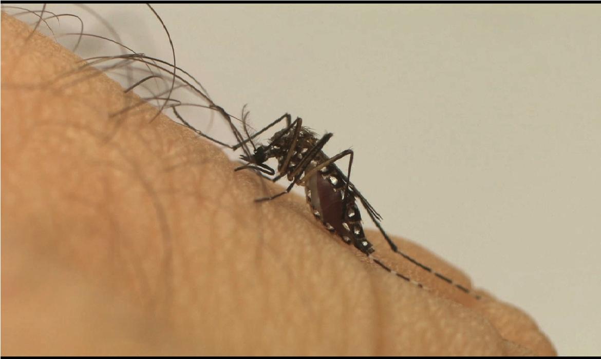 Minas Gerais registrou 91.673 casos prováveis de dengue (Foto/Reprodução/Agência Brasil)