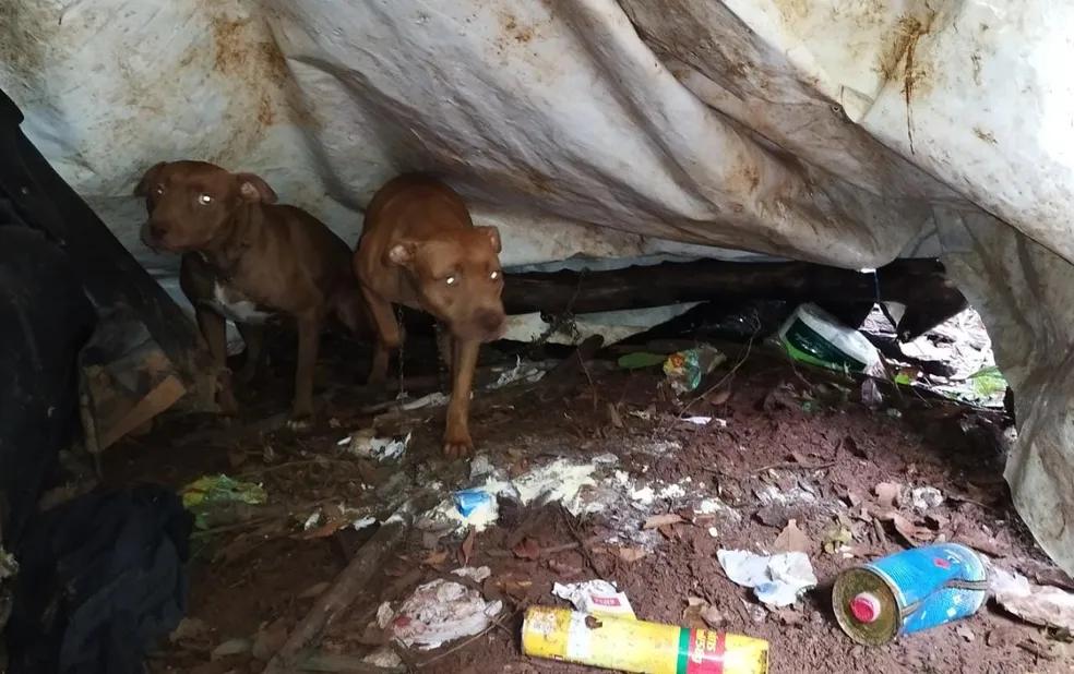 Cães são resgatados em situação de abandono (Foto/Polícia Civil)