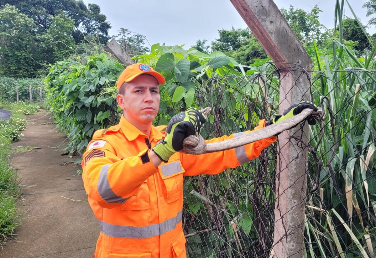 Espécie estava presa em um alambrado no Elza Amuí (Foto/Divulgação/Bombeiros)