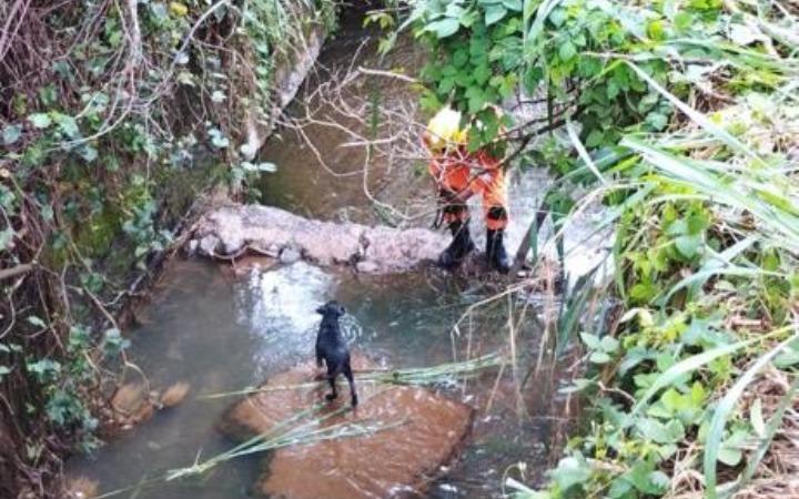 Após cair em córrego, filhote de cachorro é resgatado pelo Corpo de Bombeiro (Foto/Corpo de Bombeiros)