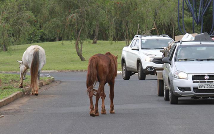 Cavalos soltos pelas ruas de Uberaba (Foto/Arquivo/Jairo Chagas)