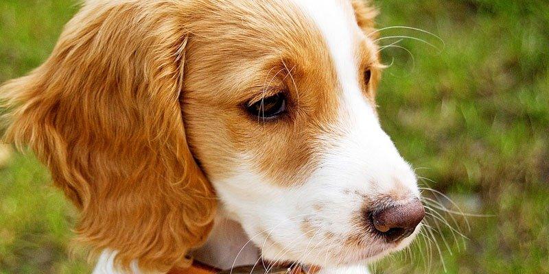 Cachorros estavam amarrados em uma árvore e foram resgatados pelo autor (Foto/Ilustrativa)
