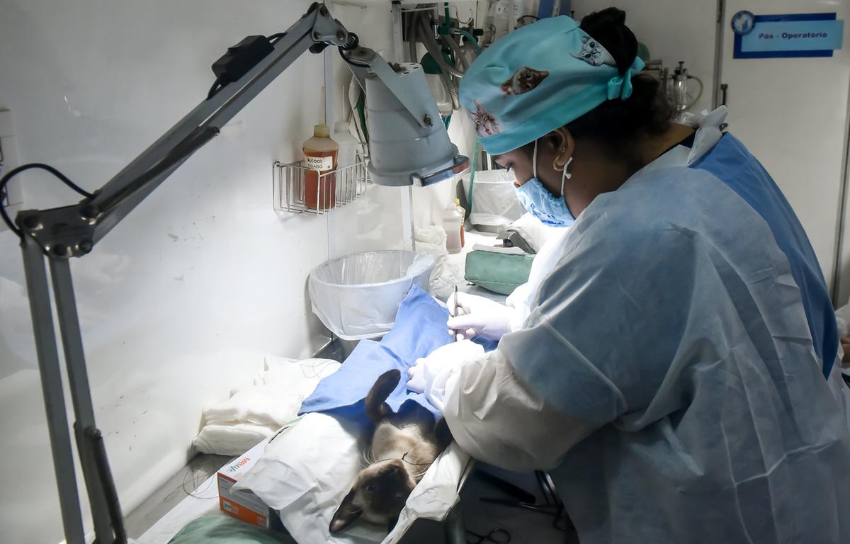 Mutirão de castração de cães e gatos, em Uberaba (Foto/Divulgação/PMU)