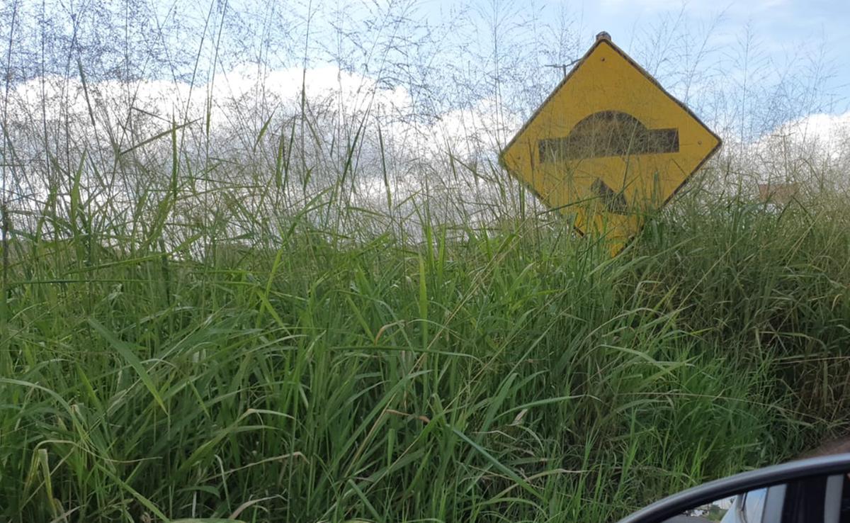 Mato alto encobre placa na Filomena Cartafina (Foto/JC Duran)