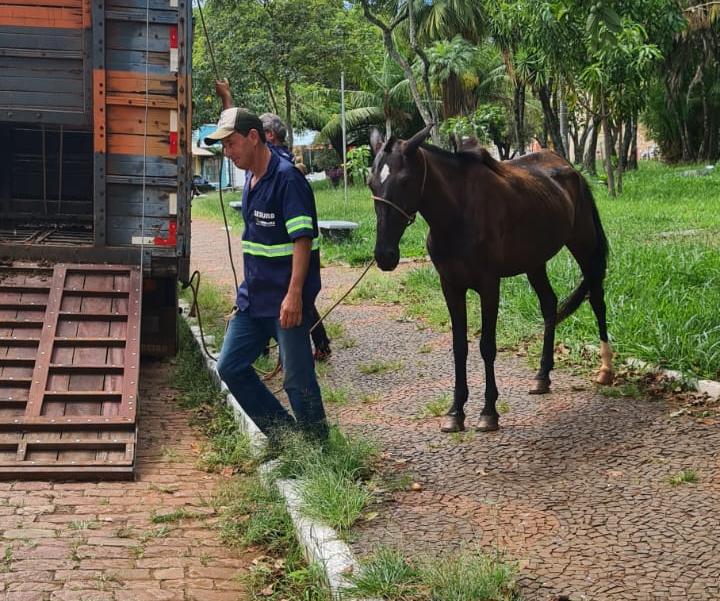 Cavalo sendo removido pelo Departamento de Posturas (Foto/Divulgação)