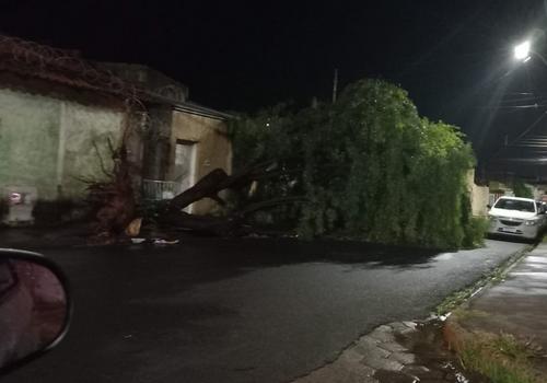 Árvore caída após chuva desta quinta-feira em Uberaba (Foto/Leitor JM)