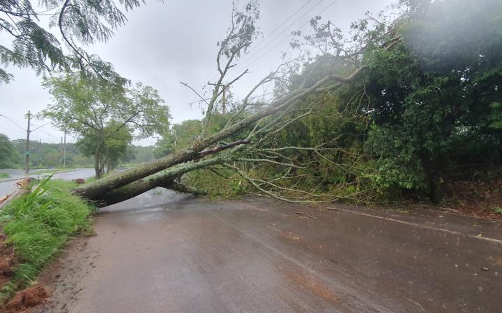 Queda de árvore em Uberaba (Foto/Leitores JM)