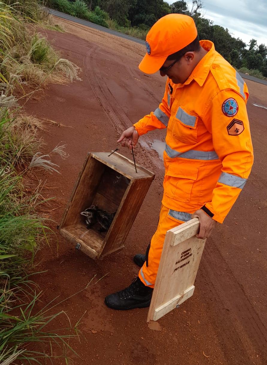 Gambá, que foi encontrado em motor de veículo, foi solto em seu habitat natural  (Foto/Corpo de Bombeiros)