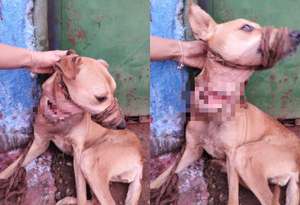 Cachorra vítima de maus-tratos foi resgatada na cidade de Delta (Fotos/Divulgação)