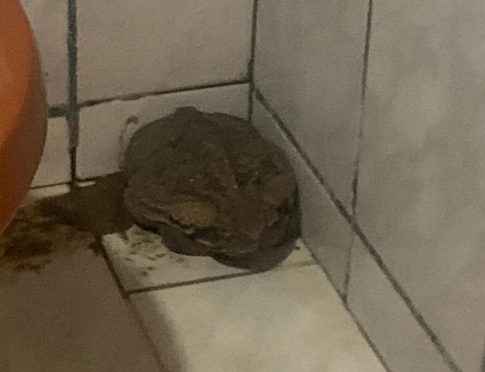 Sapo encontrado em banheiro na cidade de Araguari (Foto/Divulgação/Corpo de Bombeiros)