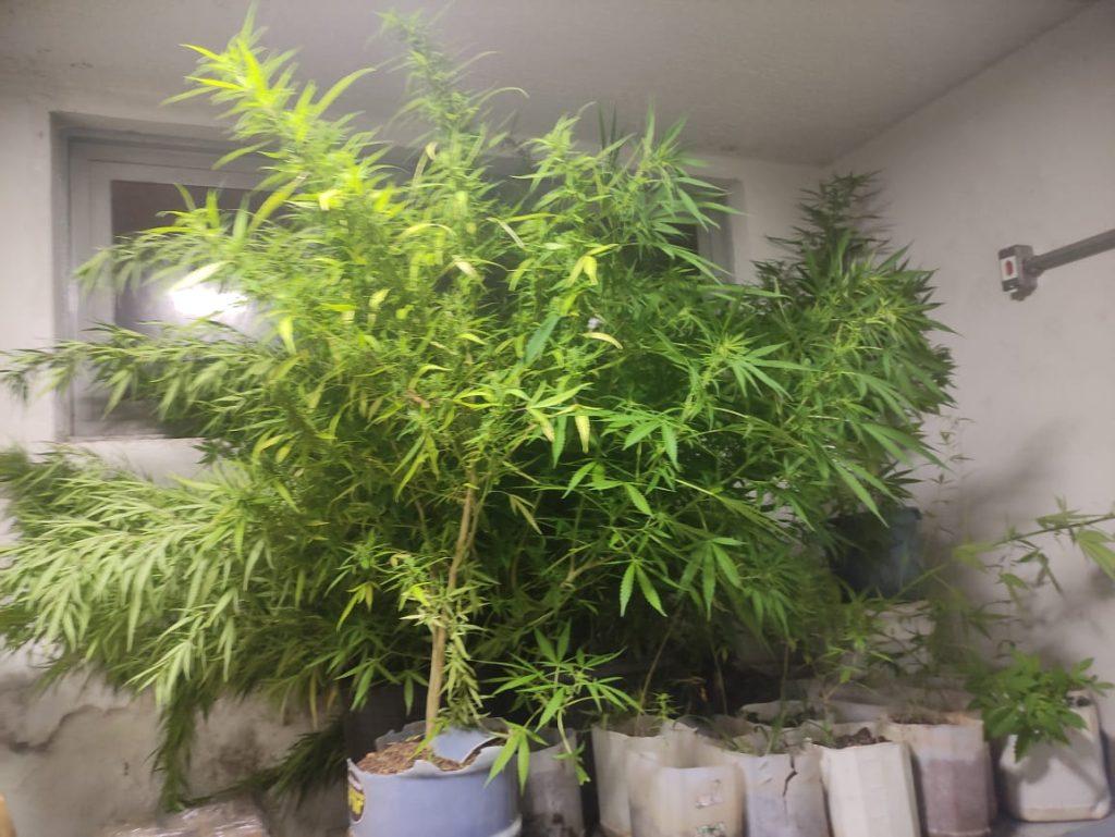 Plantação de maconha encontrada no bairro Abadia (Foto/Divulgação/PMMG)