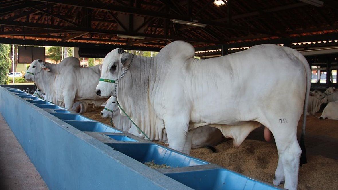 Os animais já começaram a chegar no Parque Fernando Costa e a expectativa é que mais de 500 sejam expostos na feira  (Foto/Divulgação)