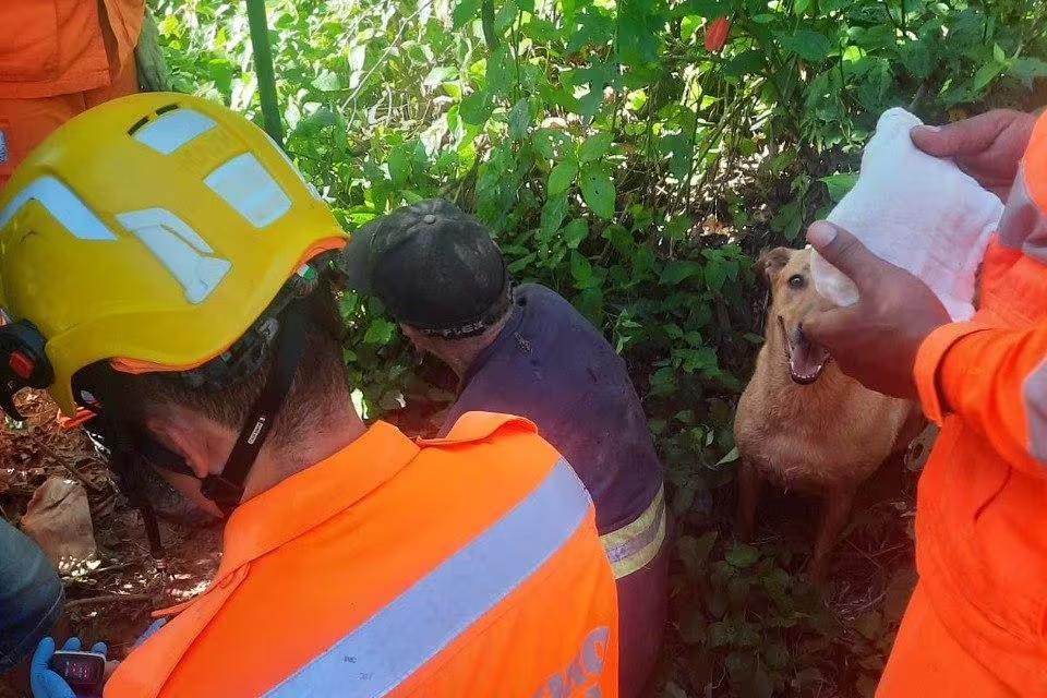 Cachorro chamou a atenção dos militares, que encontraram homem em mata fechada (Foto/Corpo de Bombeiros/Divulgação)