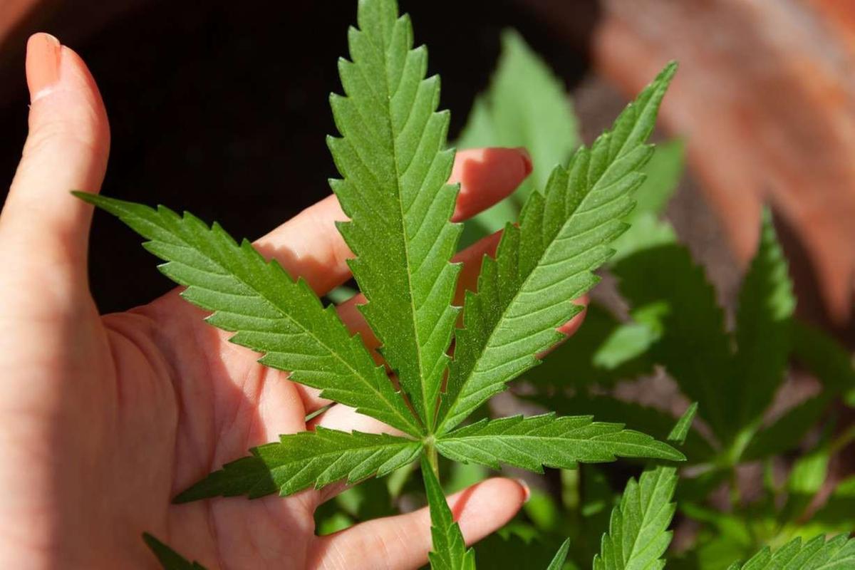 Folha de Cannabis (Foto/Ilustrativa/Reprodução)