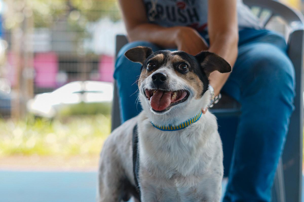 Animais foram castrados de 17 a 30 de janeiro (Foto/Divulgação/PMU)