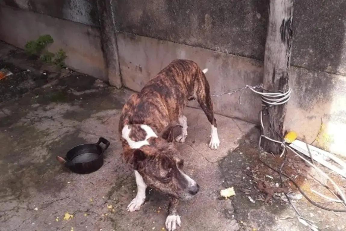 Cão abandonado em Formiga (Foto/Divulgação)
