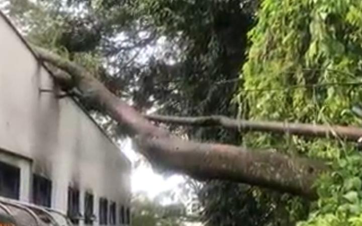 Árvore tombou sobre o já precário prédio do SAMU ()