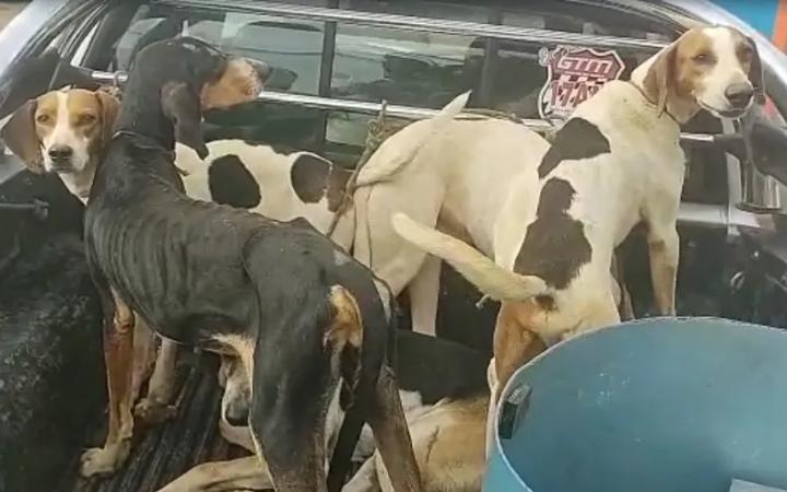 Cães que seriam utilizados para espantar javalis em Paracatu  (Foto/Polícia Militar/Divulgação)