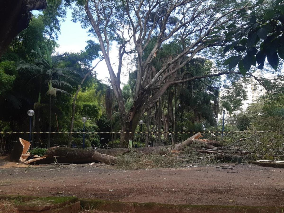 Árvore em risco precisou ser suprimida na Mata do Ipê, em Uberaba (Foto/Jairo Chagas)