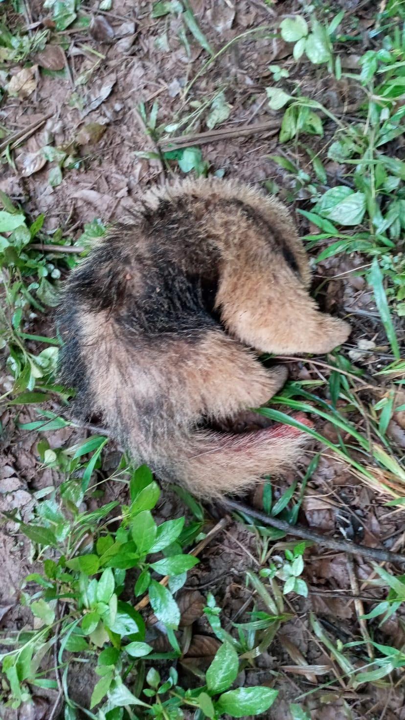 Animal foi encontrado por funcionário da Codau (Foto/Divulgação/Corpo de Bombeiros)