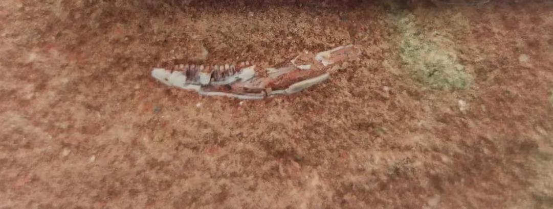 Mandíbula de lagarto encontrada em rocha de 80 milhões de anos em Uberaba (Foto/Complexo Cultural e Científico de Peirópolis/Divulgação)
