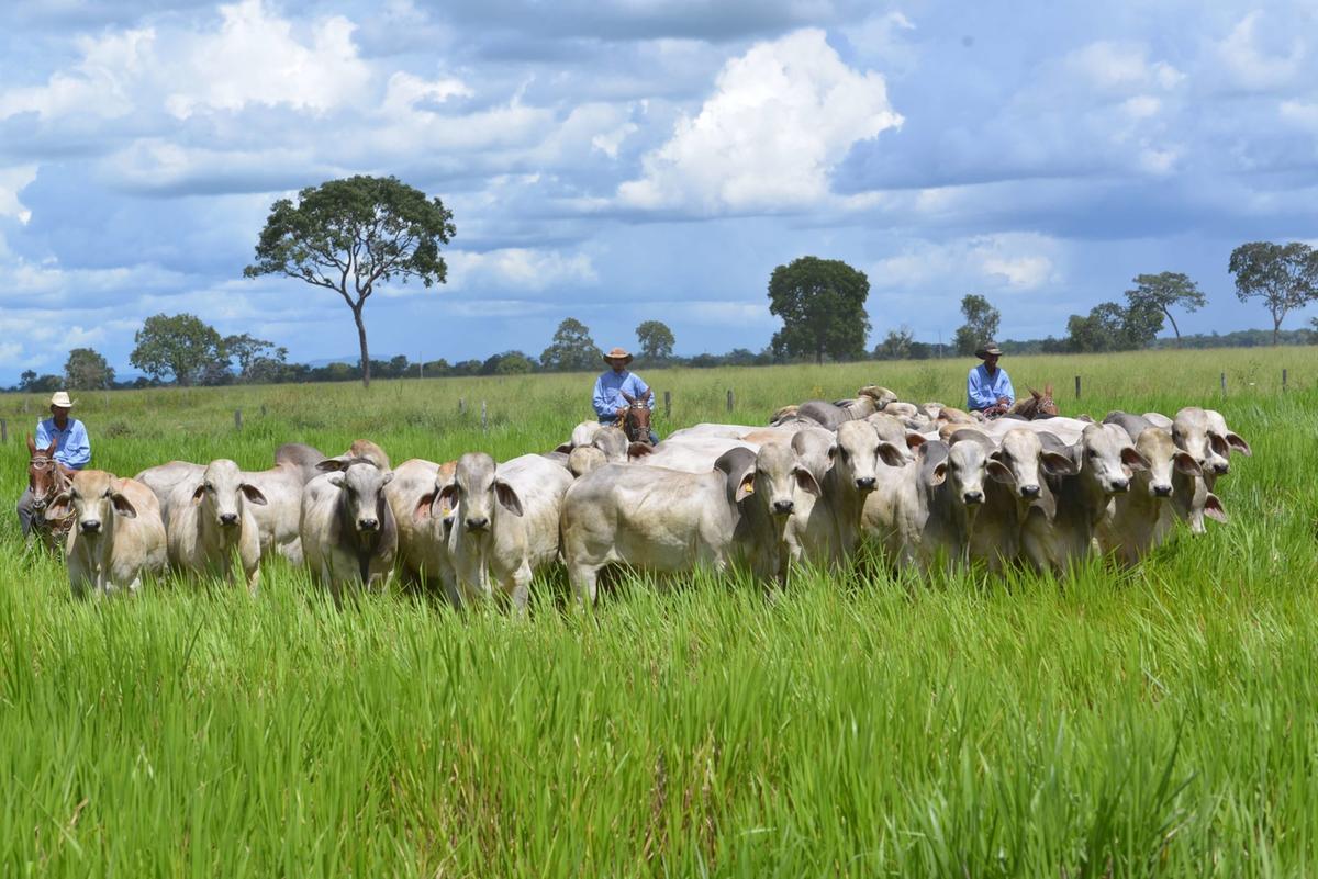 A preferência do mercado é para a raça nelore, com a comercialização de 10,6 milhões de doses de sêmen em 2022 (Foto/Reprodução)