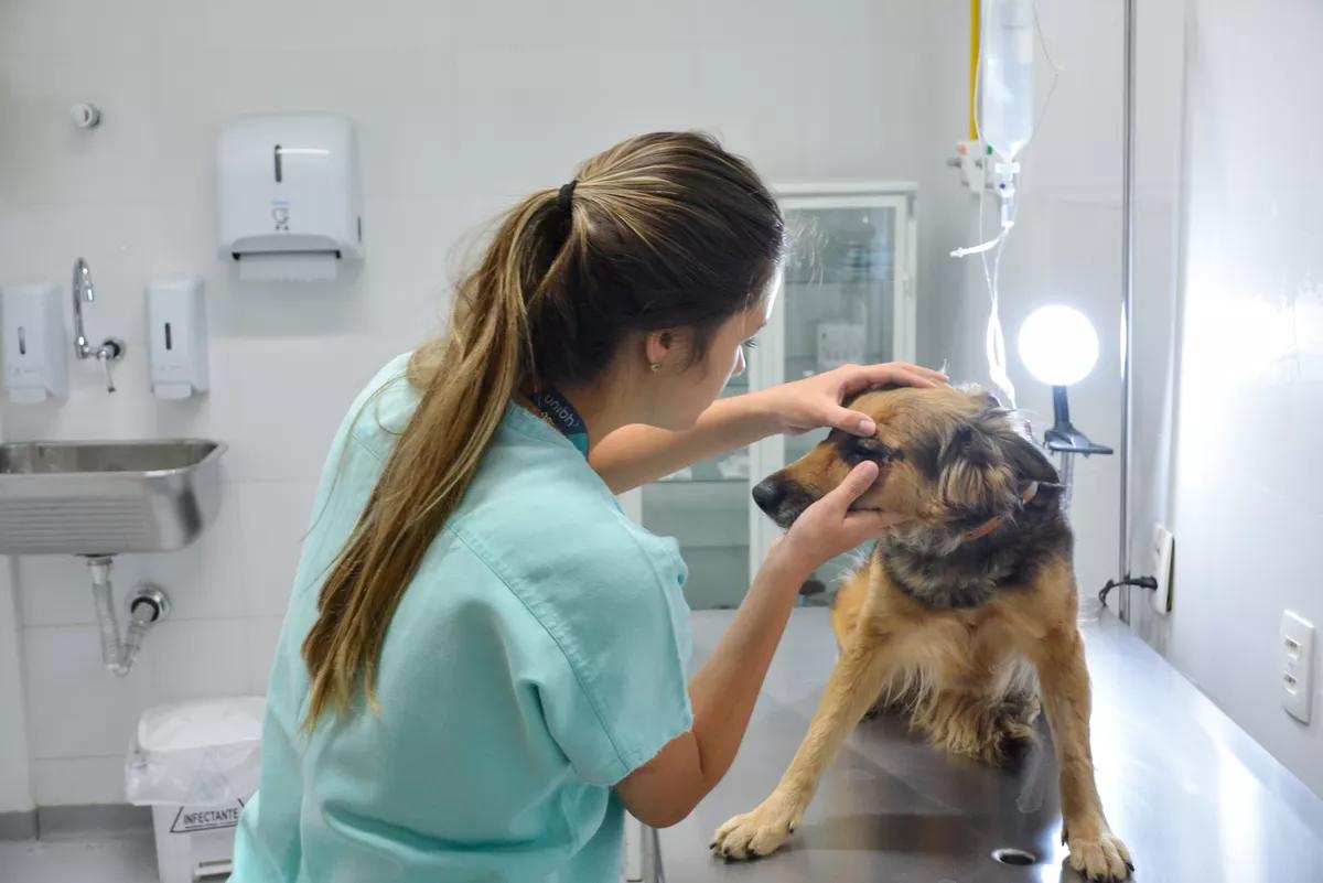 Atendimento a cães e gatos está no trabalho do Ambulatório (Foto/Reprodução)