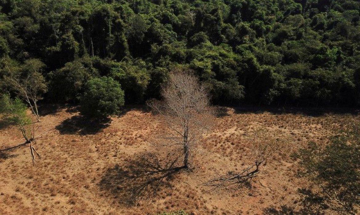 Para verificar quem são os desmatadores ilegais, o banco tem usado dados de monitoramento do desmatamento do MapBiomas (Foto/Reprodução Agência Brasil)