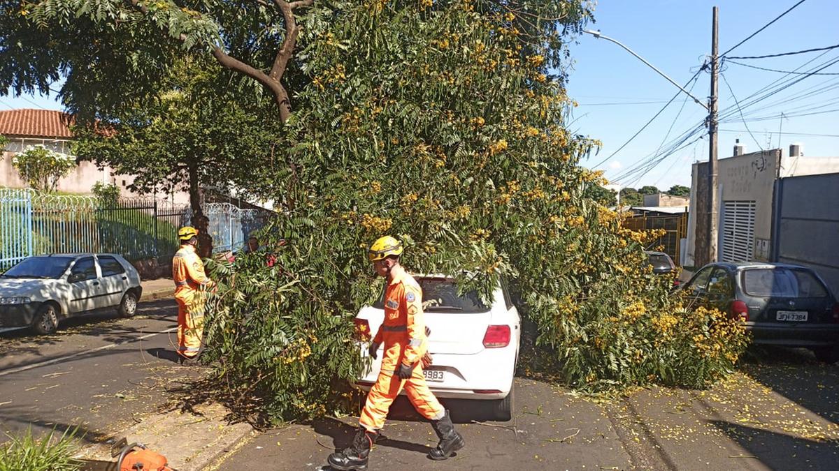 Queda de árvore na Nelson Freire (Foto/Divulgação)
