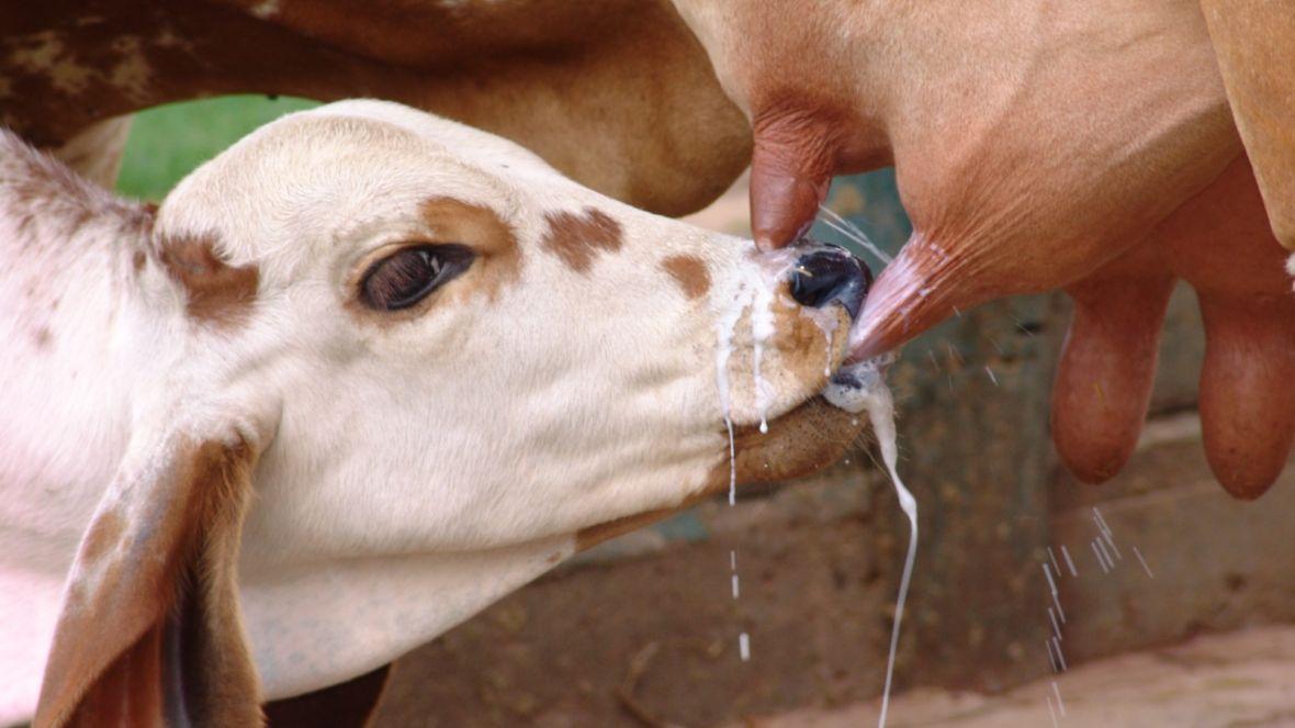 Para receber o selo, o criador deve participar do PMGZ Leite Max, possuir garantia sanitária de seus produtos lácteos (Foto/Divulgação)