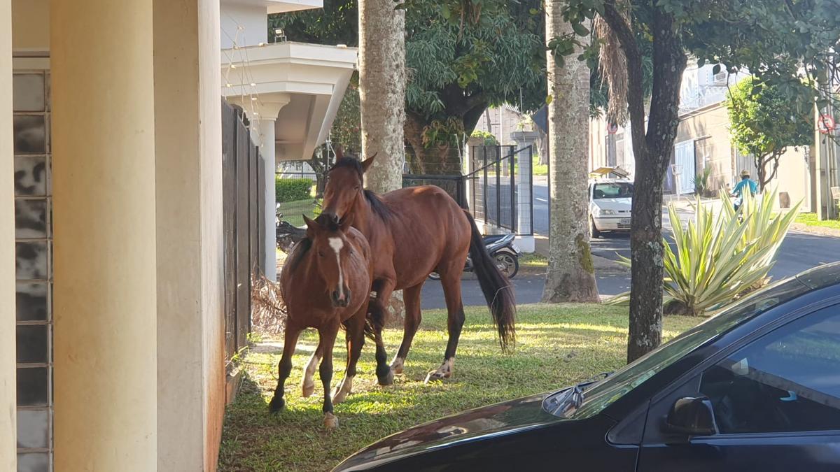 Novo episódio de cavalos soltos em Uberaba (Foto/Leitor JM)