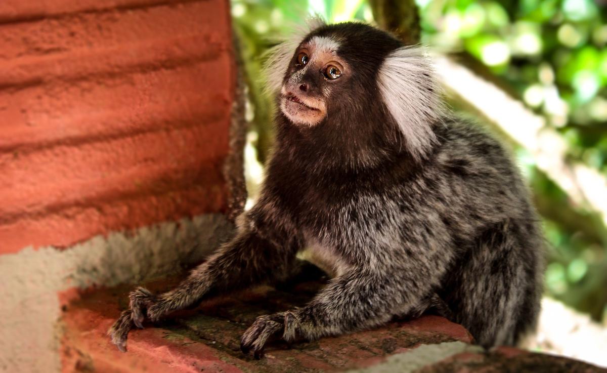 Animal foi encontrado morto no bairro Estados Unidos (Foto/Animal Business)