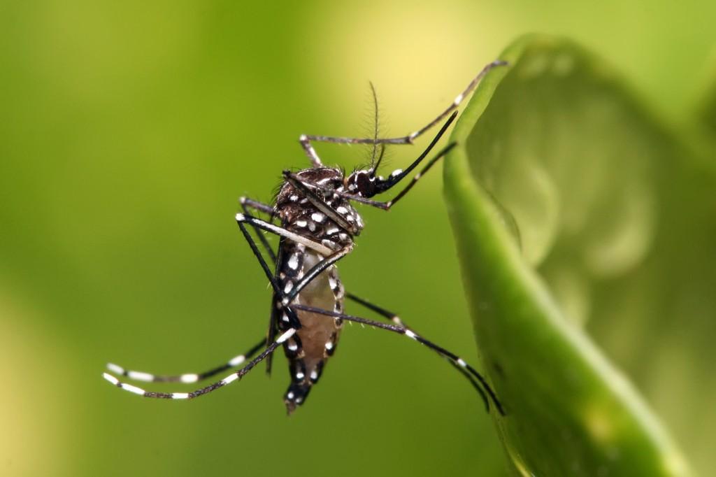 Aedes aegypti, o mosquito da dengue (Foto/Ilustrativa/Fiocruz)