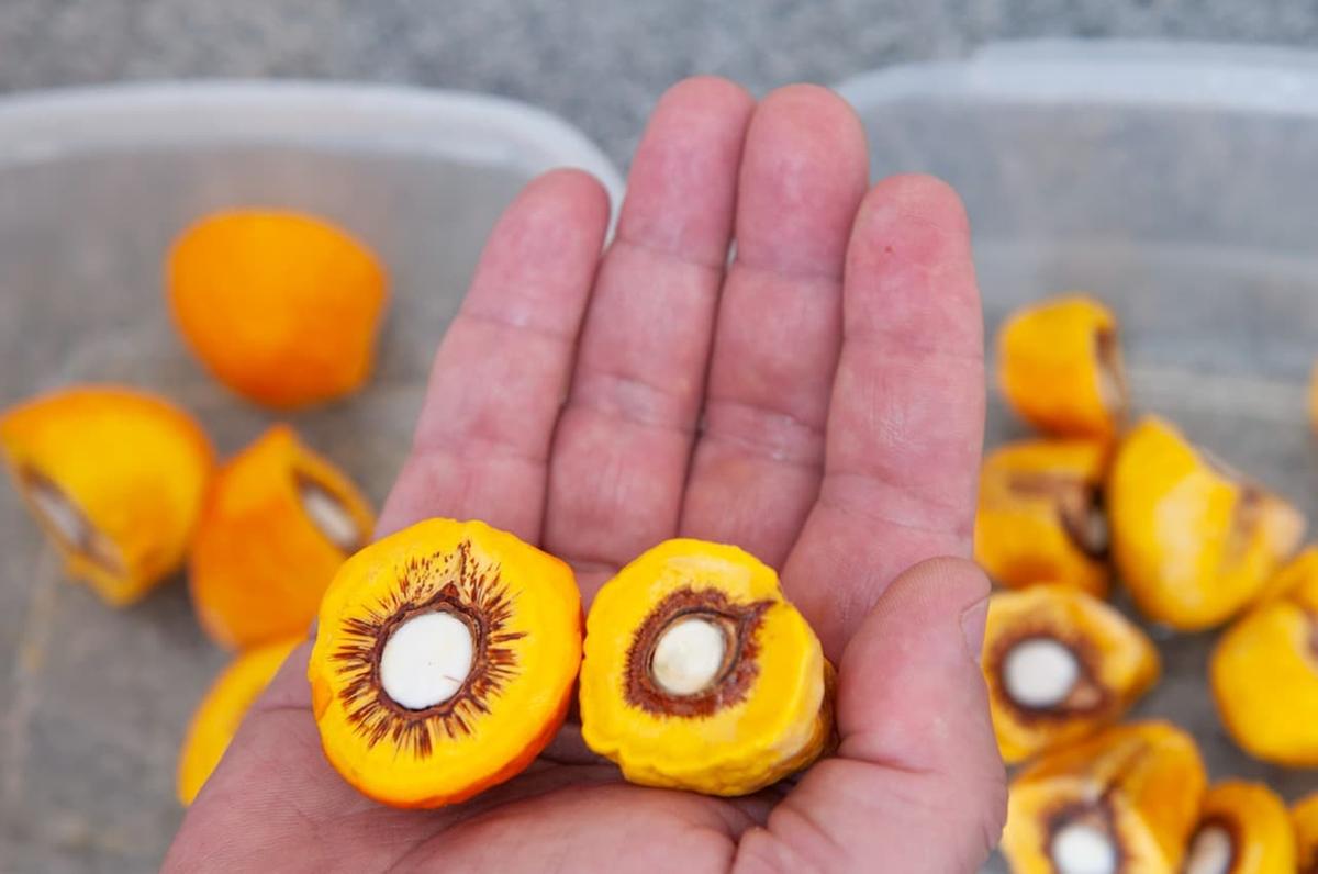 Diferença do pequi com e sem espinhos (Foto/Ênio Tavares/Governo de Goiás)