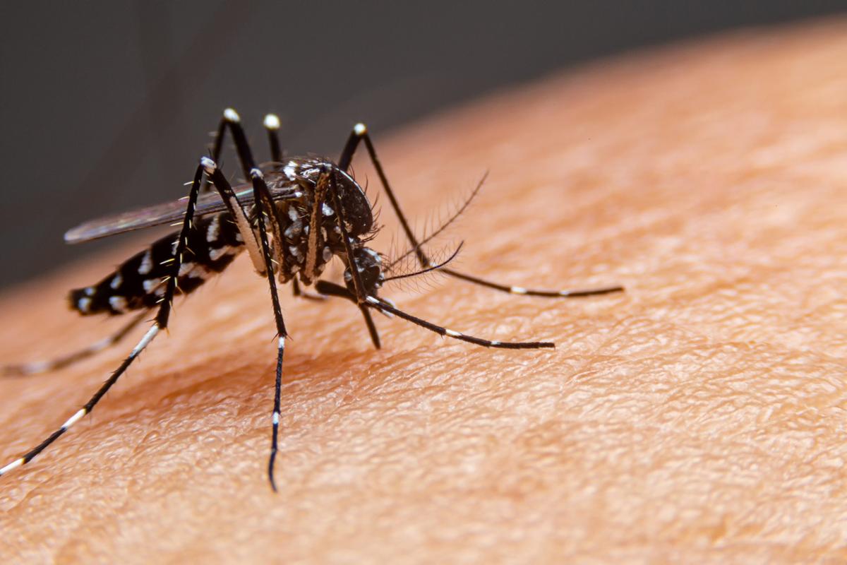 Casos Prov veis De Dengue Em Uberaba Crescem 17 Em Uma Semana casos-prov-veis-de-dengue-em-uberaba-crescem-17-em-uma-semana