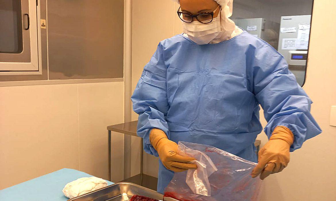 Ao todo, foram coletadas 20 placentas. Em média, cada placenta resulta em seis curativos (Foto/INTO/Divulgação)