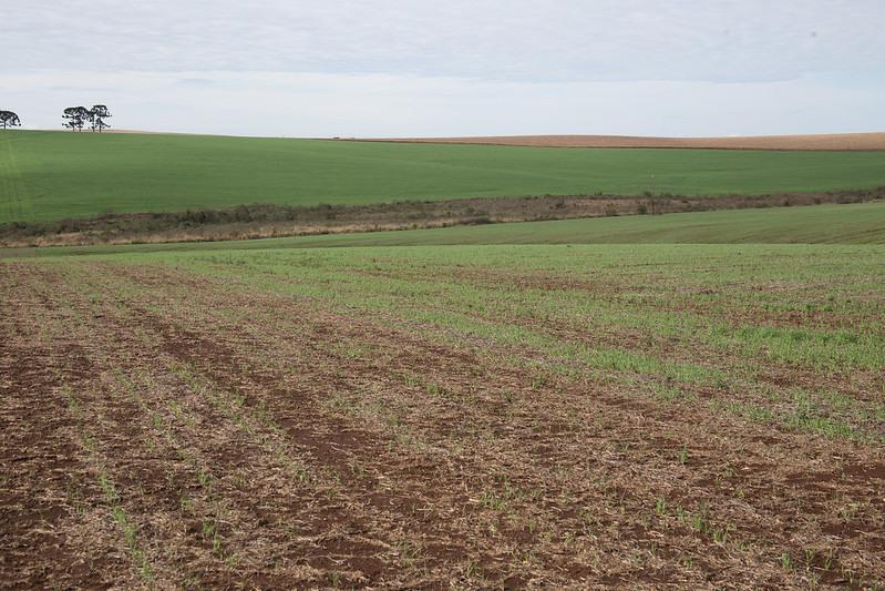 A Lavoura de Aptidão Boa passa a valer R$17.748,67, com 3% de correção (Foto/Reprodução)