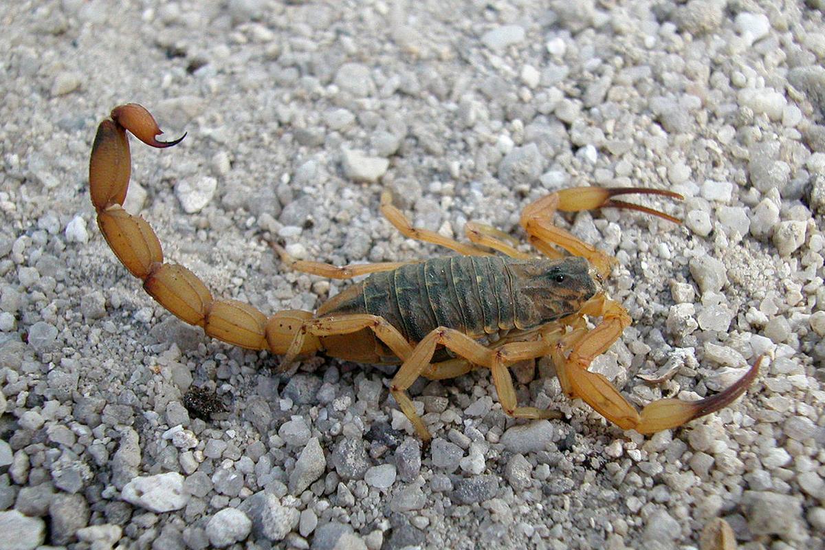 O escorpião amarelo é um aracnídeo, não um inseto, o que já diferencia o tratamento em casos de encontro (Foto/Emanuel Marques da Silva/Divisão de Zoonoses e Intoxicações da SESA)