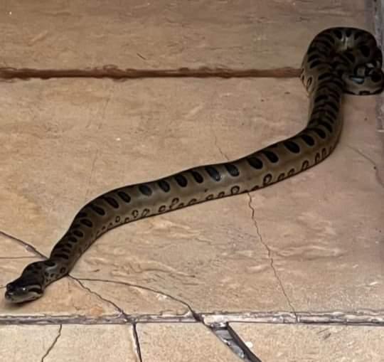 Segundo militares do Corpo de Bombeiros, a cobra ainda é filhote; ela foi encaminhada ao Hospital Veterinário  (Foto/Divulgação)