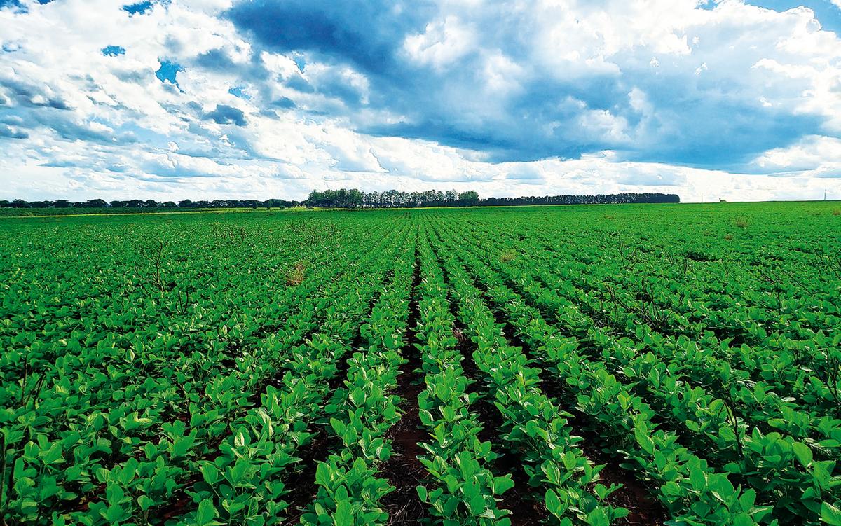 Plantação de soja (Foto/Divulgação)