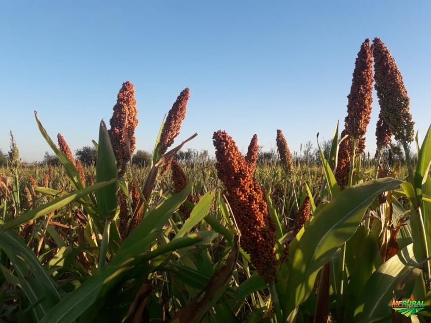 Plantação de sorgo (Foto/Divulgação)