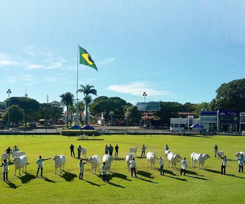 Expozebu, no Parque Fernando Costa, em Uberaba (Foto/Arquivo JM)