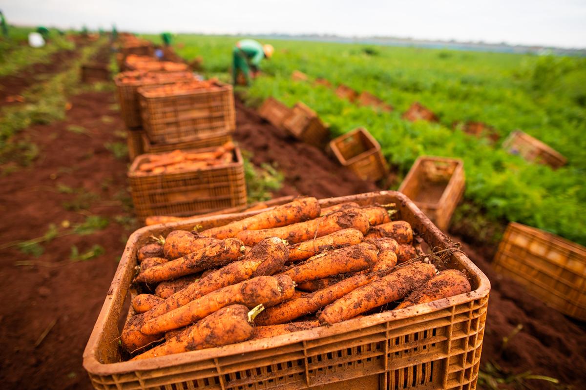 Cláudio Ottoni cultiva, anualmente, 500 hectares de cenoura, num rodízio com soja, milho e trigo. A produção, em média, bate na casa dos 58 mil quilos por hectare, porém, há picos de até 90 mil quilos/ha, dependendo da estação. Em Uberaba, segundo dados d (Foto/Divulgação)