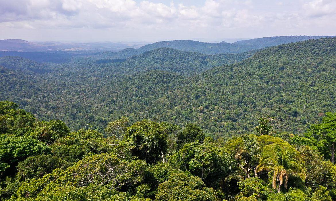 Floresta (Foto/TV Brasil)