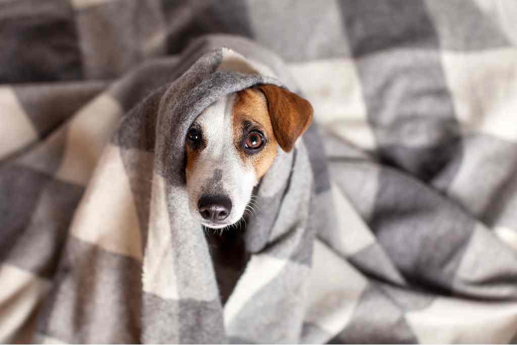 Cãozinho agasalhado (Foto/Shutterstock)