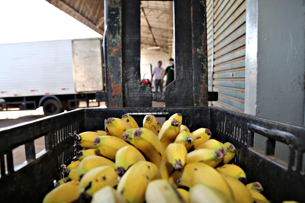 Banana-nanica passou de R$46,00 para R$27,00 a caixa com 18 quilos esta semana na Ceasa Uberaba (Foto/Divulgação PMU)