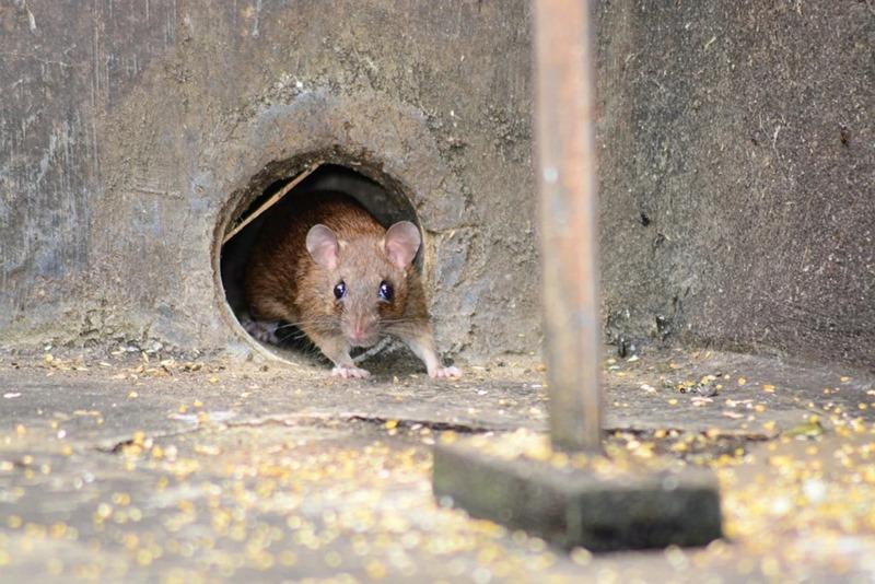 Hantavirose é uma enfermidade provocada por diferentes sorotipos de Hantavirus, eliminados nas fezes, urina e saliva de roedores (Foto/Blog Saúde Mais)