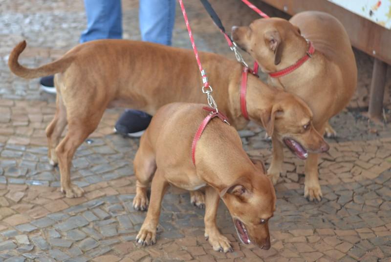 Mais de 1.500 animais, entre cães e gatos, foram atendidos até março deste ano (Foto/Divulgação)